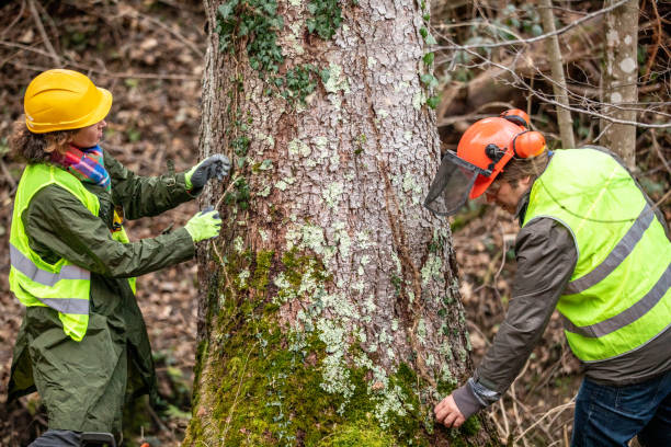 Rockville, MD Tree Care Company