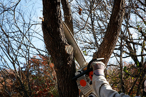 Best Tree Maintenance Programs  in Rockville, MD
