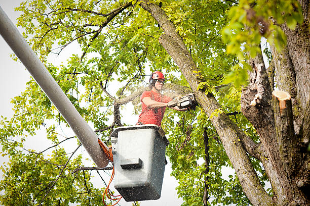 Best Aeration Services  in Rockville, MD